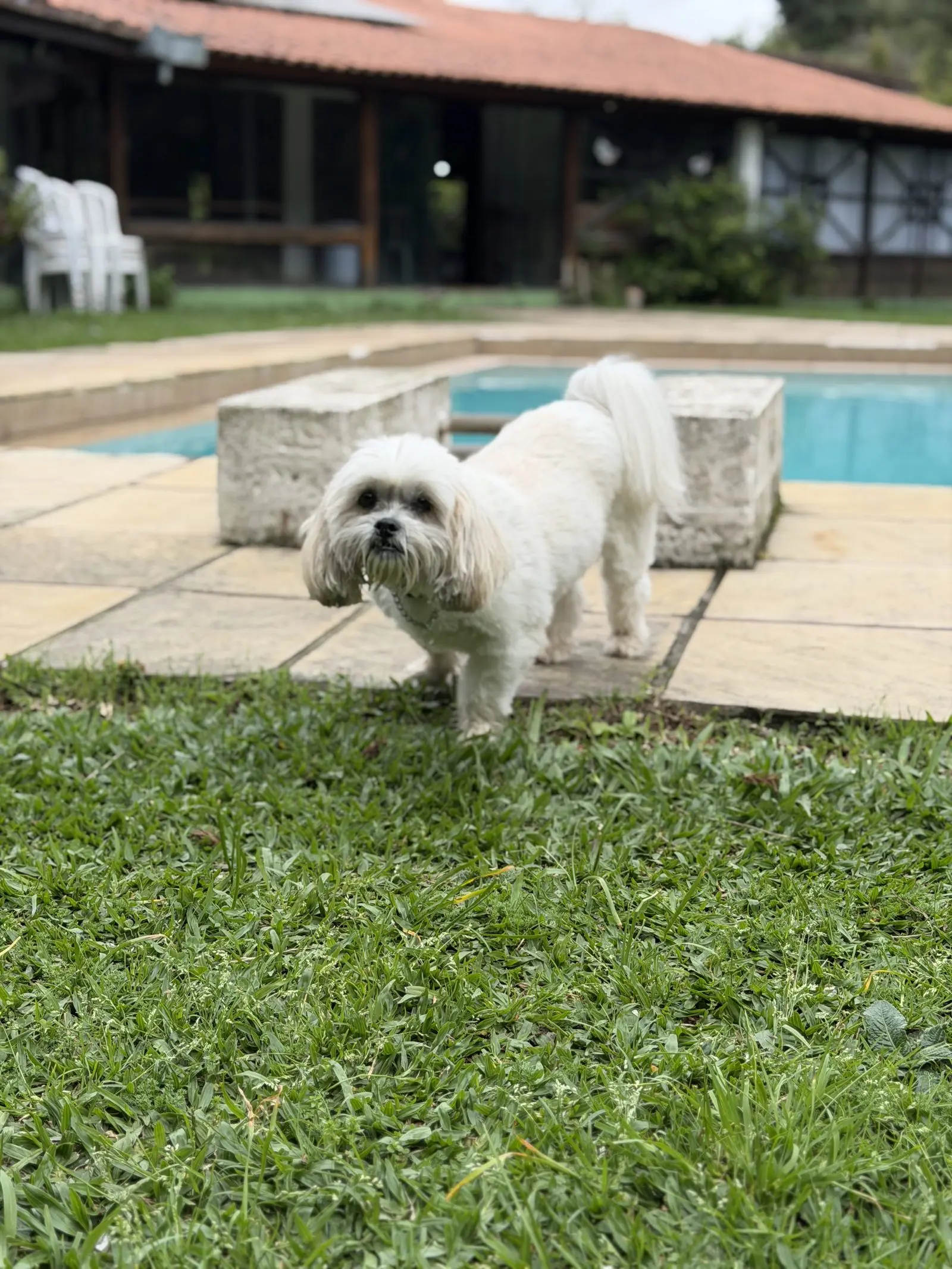 Cão pequeno relaxado na área da piscina do Canil Von Haus Sótter